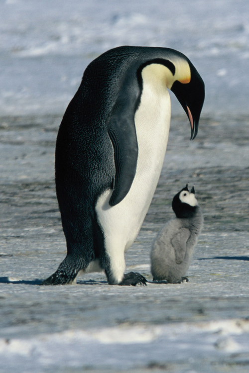 Pingvinenes marsj er første gang keiserpingvinene har vært tema for en helaftens dokumentarfilm.